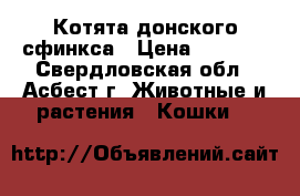 Котята донского сфинкса › Цена ­ 3 000 - Свердловская обл., Асбест г. Животные и растения » Кошки   